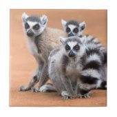 Carreau Groupe de lémuriens à cordon (Devant)