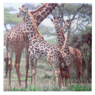 Carreau Groupe ou troupeau de girafes avec jeunes, Giraffa