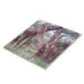 Carreau Groupe ou troupeau de girafes avec jeunes, Giraffa (Côté)