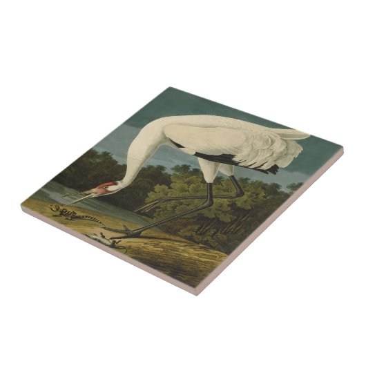 Carreau Grue blanche Audubon Peinture d'oiseaux (Côté)