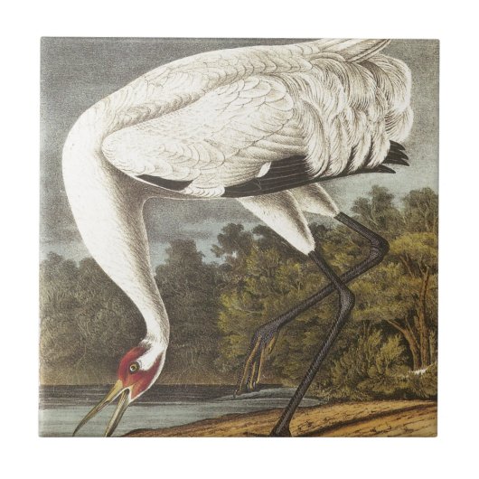 Carreau Grue de huée d'Audubon (Devant)