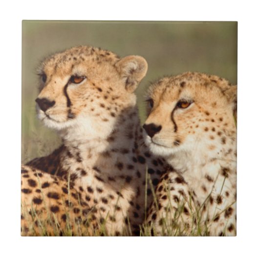 Carreau Guépard allongé dans l'herbe, Ngorongoro Conservat (Devant)