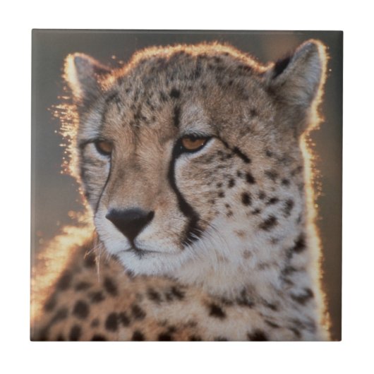 Carreau Guépard regardant ailleurs (Devant)