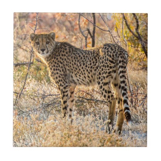 Carreau Guépard regardant autour (Devant)