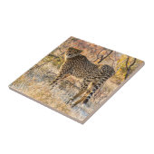 Carreau Guépard regardant autour (Côté)
