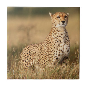 Carreau Guépard sur un petit monticule pour une meilleure 