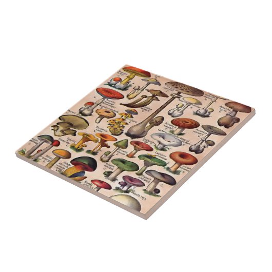 Carreau Guide vintage de champignon (Côté)