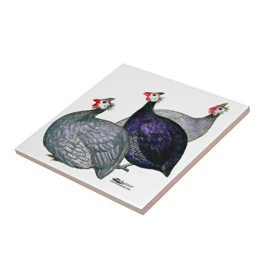 Carreau Guineas trois (Côté)