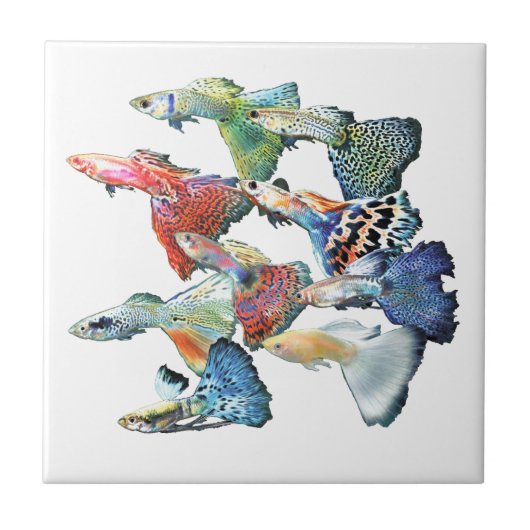 Carreau Guppies (Devant)