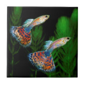 Carreau Guppies (Devant)