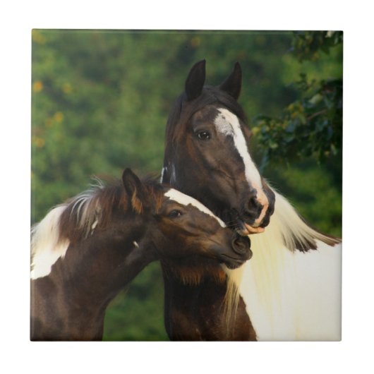 Carreau Gypsy Vanner (Devant)