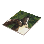 Carreau Gypsy Vanner (Côté)