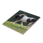 Carreau Gypsy Vanner (Côté)