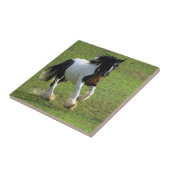 Carreau Gypsy Vanner (Côté)