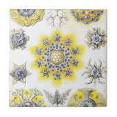 Carreau Haeckel Polycyttaria (Devant)