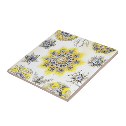 Carreau Haeckel Polycyttaria (Côté)