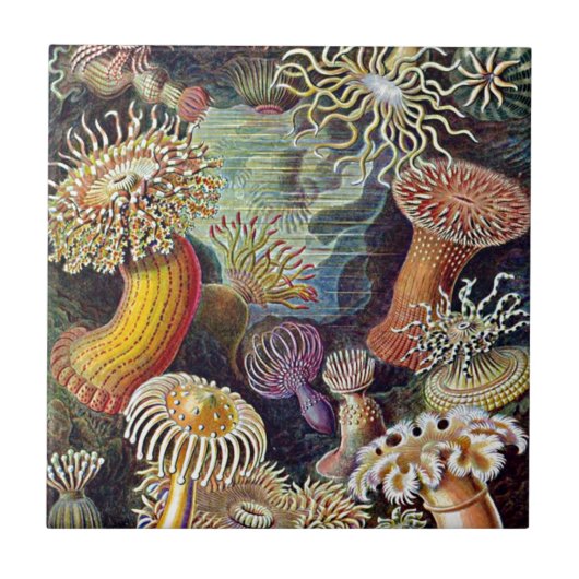 Carreau Haeckel Sea Anemone Ocean Life Nature Art Peinture (Devant)