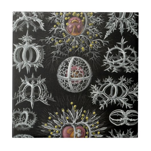 Carreau Haeckel Stephoidea (Devant)