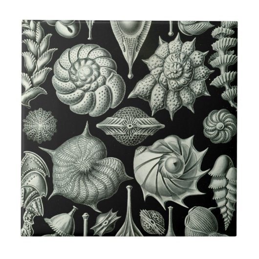 Carreau Haeckel Thalamophora (Devant)