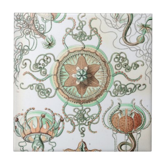 Carreau Haeckel Trachomedusae (Devant)