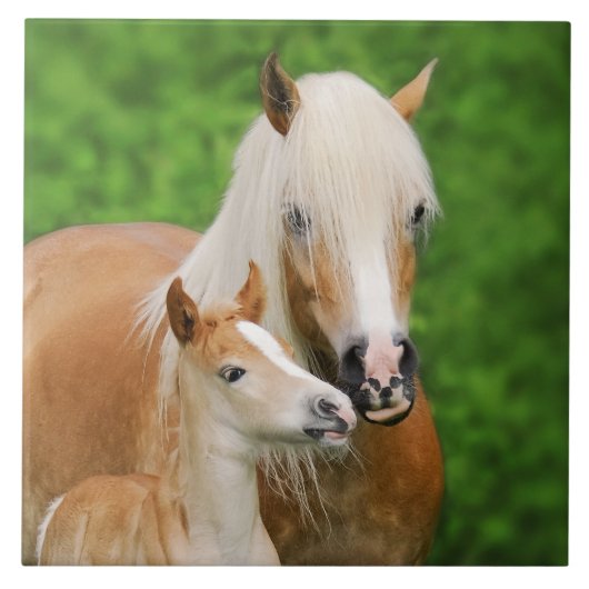 Carreau Haflinger Horses mignonne Bébé Foal Kiss maman Pho (Devant)