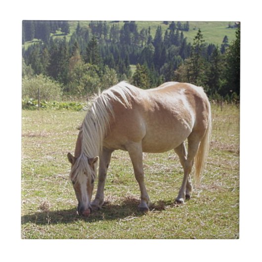 Carreau Haflinger Palomino Pony en été Pony Photo (Devant)
