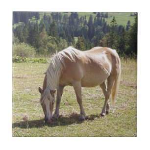 Carreau Haflinger Palomino Pony en Pâtes Vertes Photo
