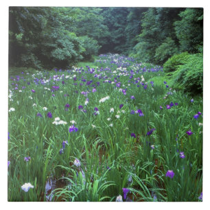 Carreau Hana Shobu (Japanese Water Iris), Meiji Shrine,