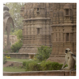 Carreau Hanuman Langurs ou noir, commun ou gris