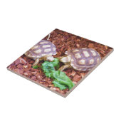 Carreau Hatchlings de tortue de Sulcata (Côté)