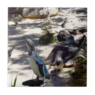 Carreau Havre de sécurité : Paradis des pingouins de fée,