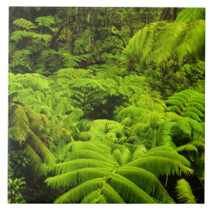 Carreau Hawaii, Grande Ile, Verdure tropicale luxuriante d