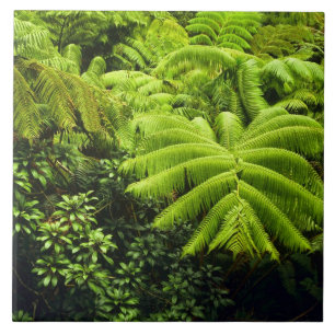 Carreau Hawaii, Grande Île, Verdure tropicale luxuriante e