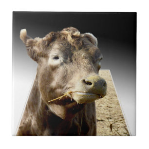 Carreau Hay Day : Un moment de mastication d'une vache bru