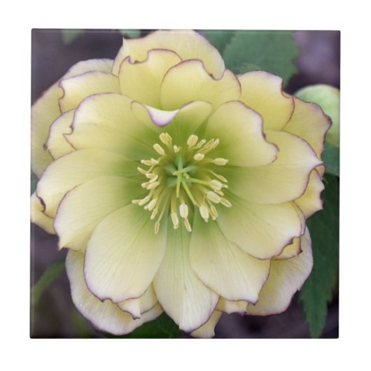 Carreau Hellebore (Helleborus) (Devant)