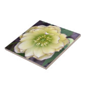 Carreau Hellebore (Helleborus) (Côté)