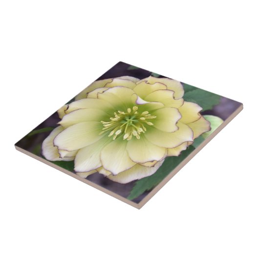 Carreau Hellebore (Helleborus) (Côté)