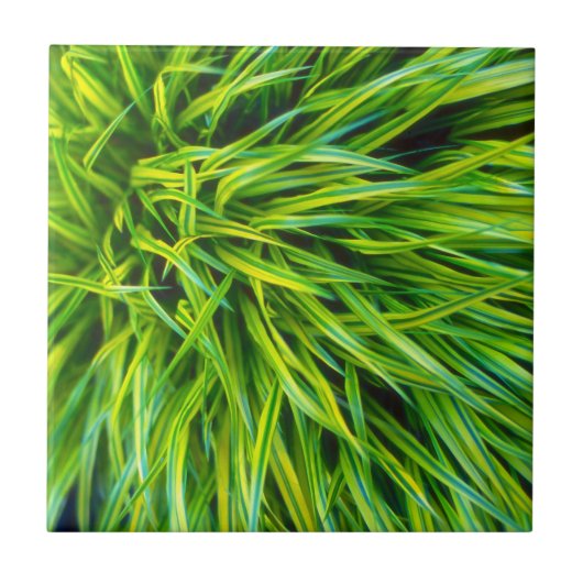 Carreau Herbe (Devant)