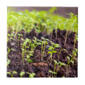 Carreau Herbe à germes (Devant)