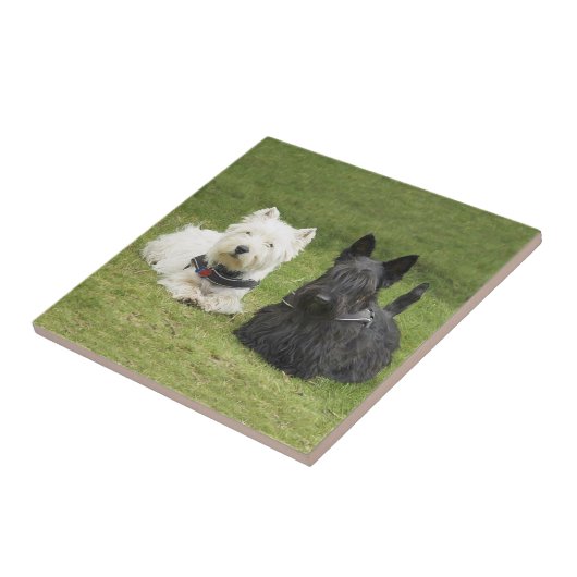 Carreau Herbe verte (Côté)