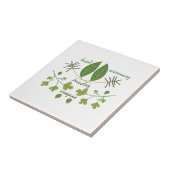 Carreau Herbes diverses (Côté)