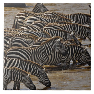 Carreau Herd of Burchell's Zebras boire de Mara