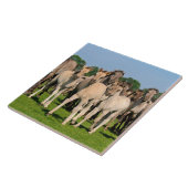 Carreau Herd Wild Grullo Couleur Dulmen Chevaux Foies Phot (Côté)