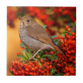 Carreau Hermite Thrush Songbird sur l'araignée de feu (Devant)