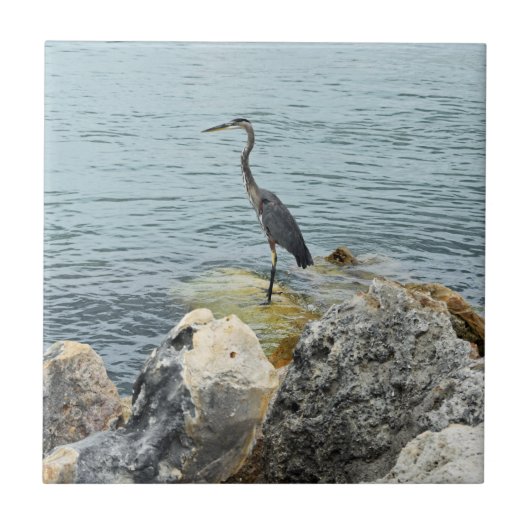 Carreau Heron Sur Les Rochers À La Plage (Devant)