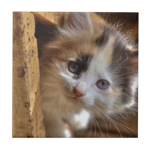 Carreau Heterochromie Calico Kitten (Devant)