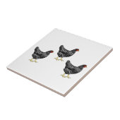 Carreau Hétéros de la race Bared Plymouth Rock (Côté)