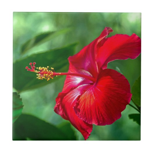 Carreau Hibiscus Blossom (Devant)