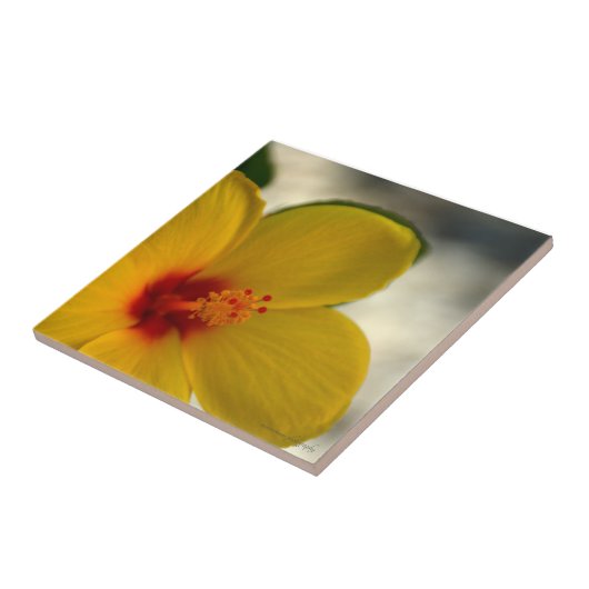 Carreau Hibiscus jaune (Côté)