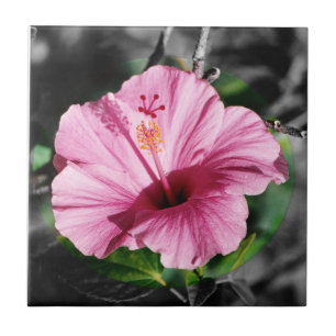 Carreau Hibiscus rose